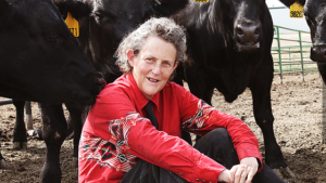 Temple Grandin sits among livestock.