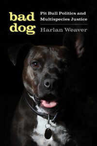 A photo of a pit bull on the book cover of Bad Dog