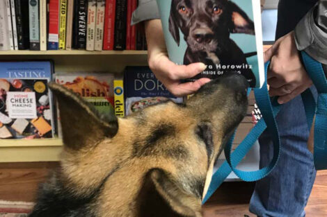Bob the German shepherd looks at a book with a dog on the cover.