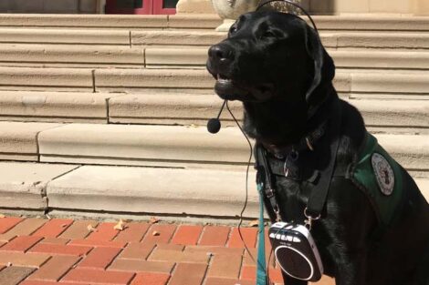 Recon the dog sits by the Admissions Office outside Markle Hall with a headset, ready to help give a tour.