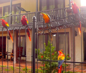 A building in Costa Rica with a gate and four colorful birds sitting on the gate