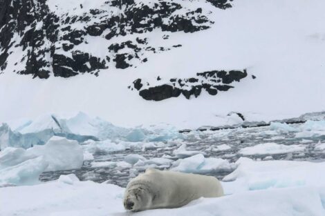 A polar bear laying on the snow
