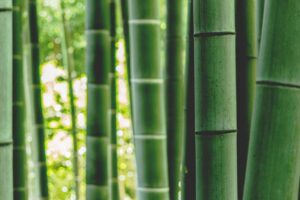 Green bamboo outdoors