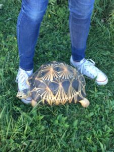 A tortoise at the feet of Olivia Sterantino