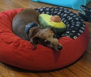 A dachshund laying in a red dog bed next to a toy avocado plush