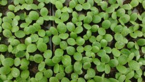 Green winter squash seedlings