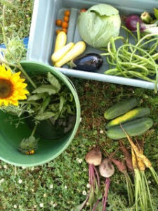 A sunflower in a bucket and vegetables from LaFarm