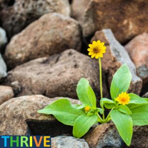 A flower growing amid large rocks and the word Thrive on the image