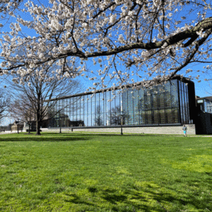 The green grass of the Quad and cherry blossom branches in front of Skillman Library with blue sky above