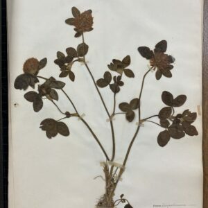 A pressed plant in the Skillman Library archives