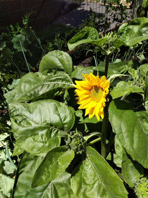 A big yellow sunflower amid green leaves outdoors
