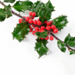 Green holly leaves with red berries