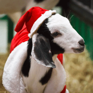 A young goat wearing a Santa hat