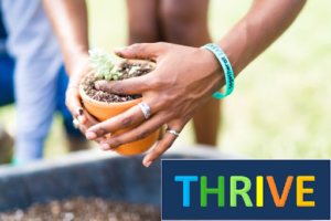 A volunteer plants a seedling during THRIVE.