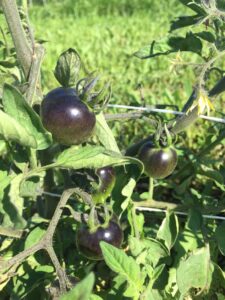 Purple tomatoes grow on the vine