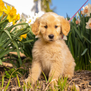 President Hurd's new golden retriever puppy sits in a bed of daffodils