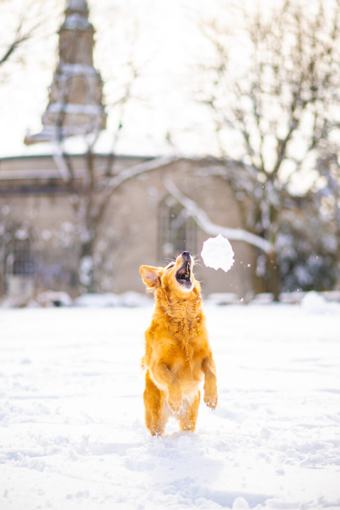 A golden retriever jumps to catch a snowball in it's mouth.