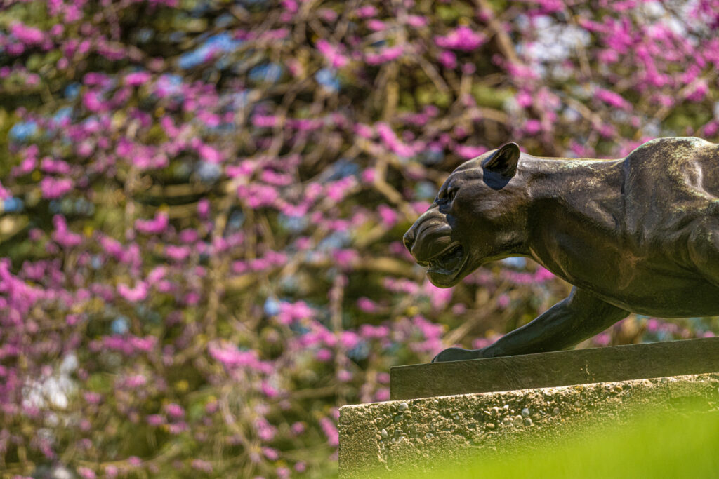 Medium shot of the Leopard statue from the side with pink flower buds out of focus in the background.