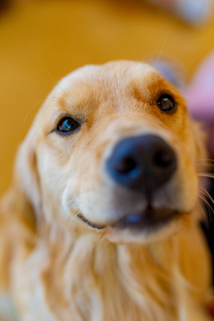 Close up face of a Golden Retriever dog.