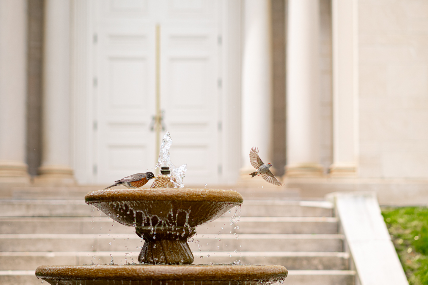 A two tiered fountain sits in front of a chapel. In the fountain is a bathing Robin. Just outside the fountain another unidentified bird can be seen flying away. 