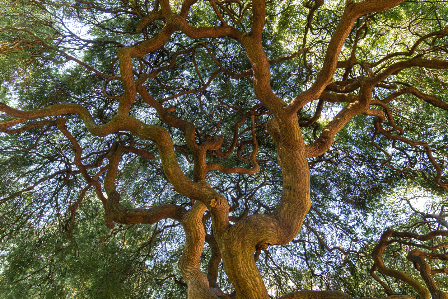 A wide angle, ants-eye view of a Japanese Maple tree. 