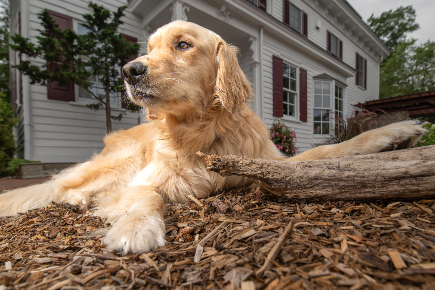 A Golden retriever rests its paw on a fallen tree branch. It is laying down in a bed of mulch in front of a house. 