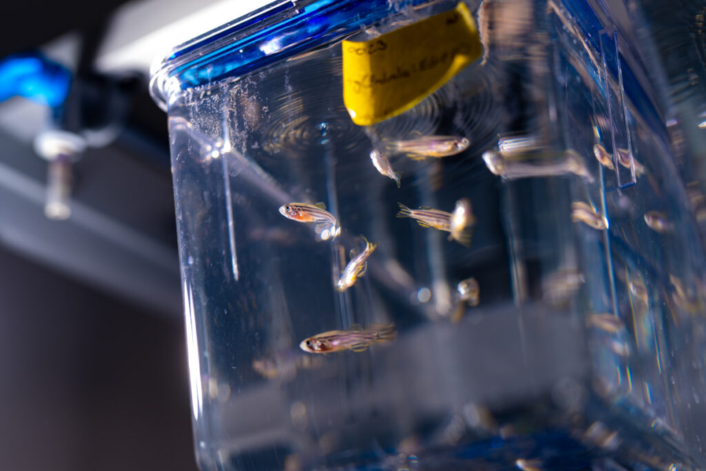 Close up of Zebra Fish swimming in a small research tank.