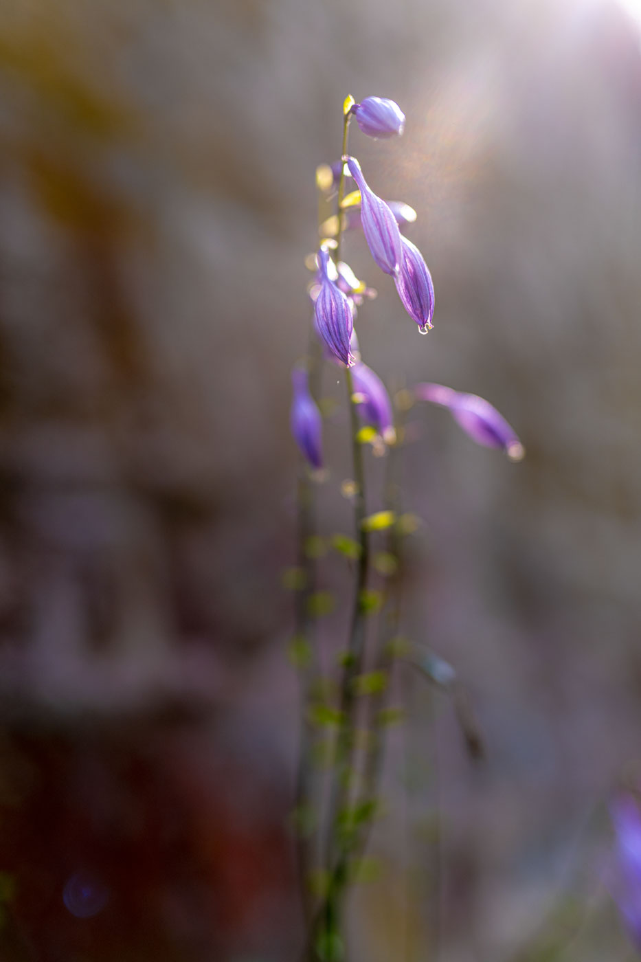 A purple flower shines in a ray of sunlight set against a stone wall. 