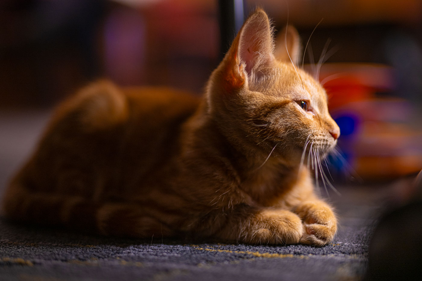 An orange kitten squints at the sight of a flashlight. 