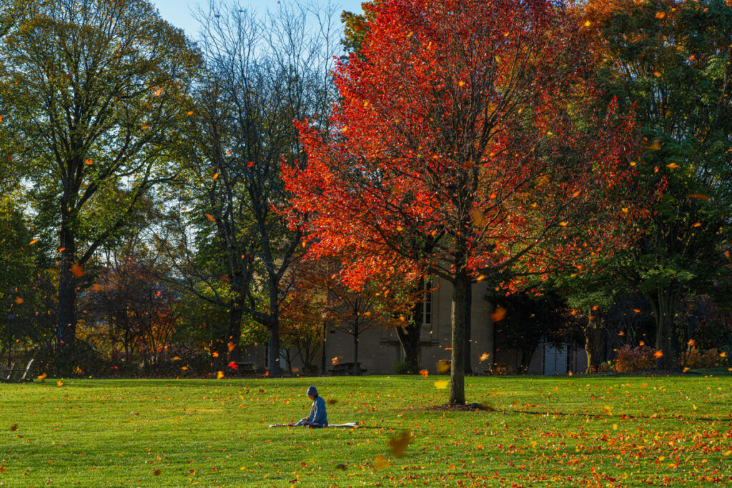 Side view of a person sitting on a lawn with red leaves flying all around them.