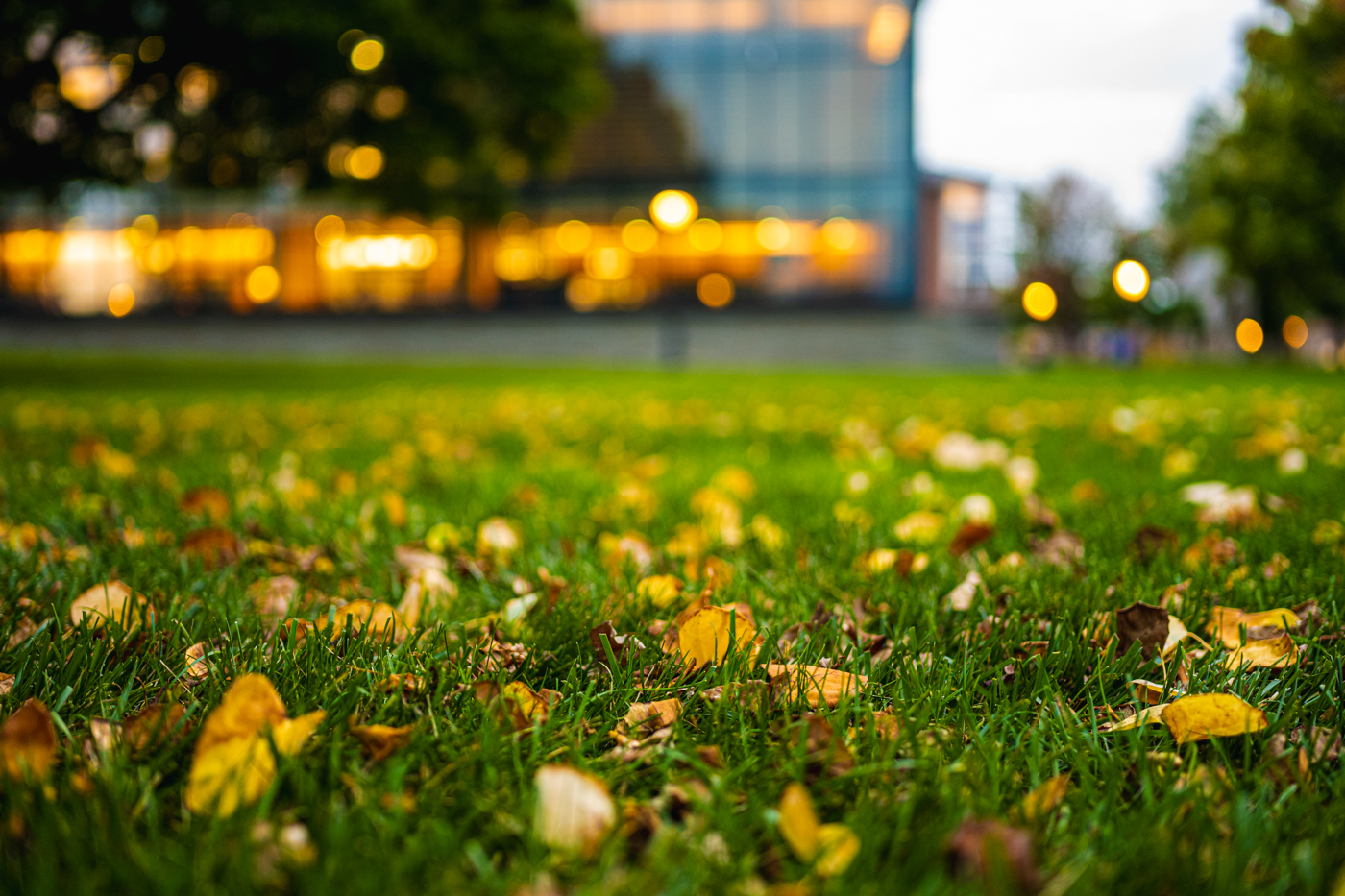 Grass and fallen in leaves are focused on. The background is Skillman Library in the early evening. 