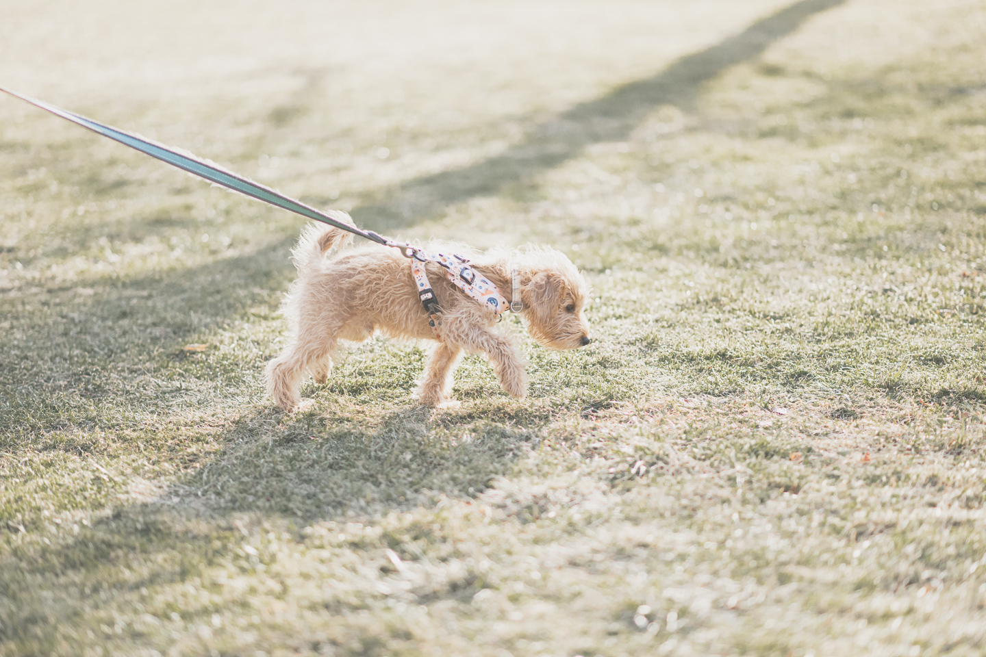 A small golden brown dog walking happily on the Quad at Lafayette College.