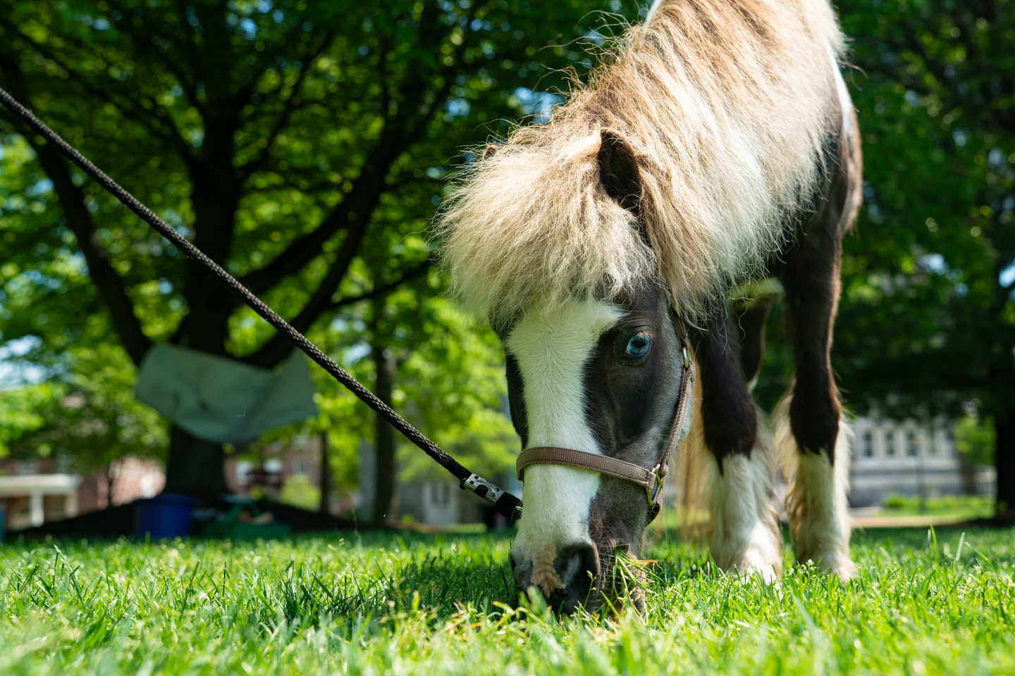 Mini horse named Fancy is eating grass outdoors.