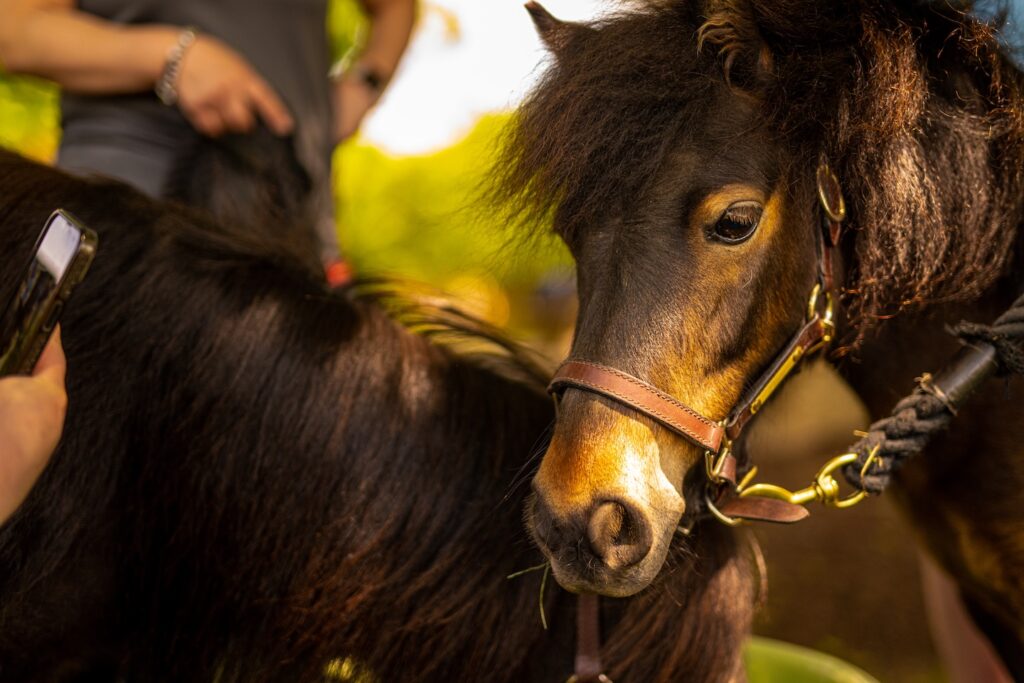 mini horses on the Quad