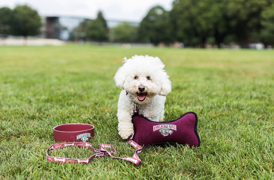 A little fluffy, white pup is shown in the grass with a Lafayette bowl, leash, and maroon pillow beside it.
