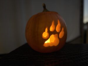 An orange pumpkin is illuminated by a candle at night showing a Leopard pawprint.